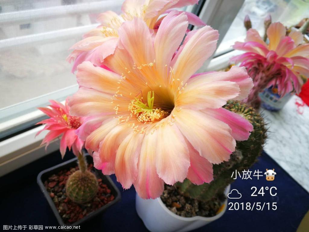 记录花开