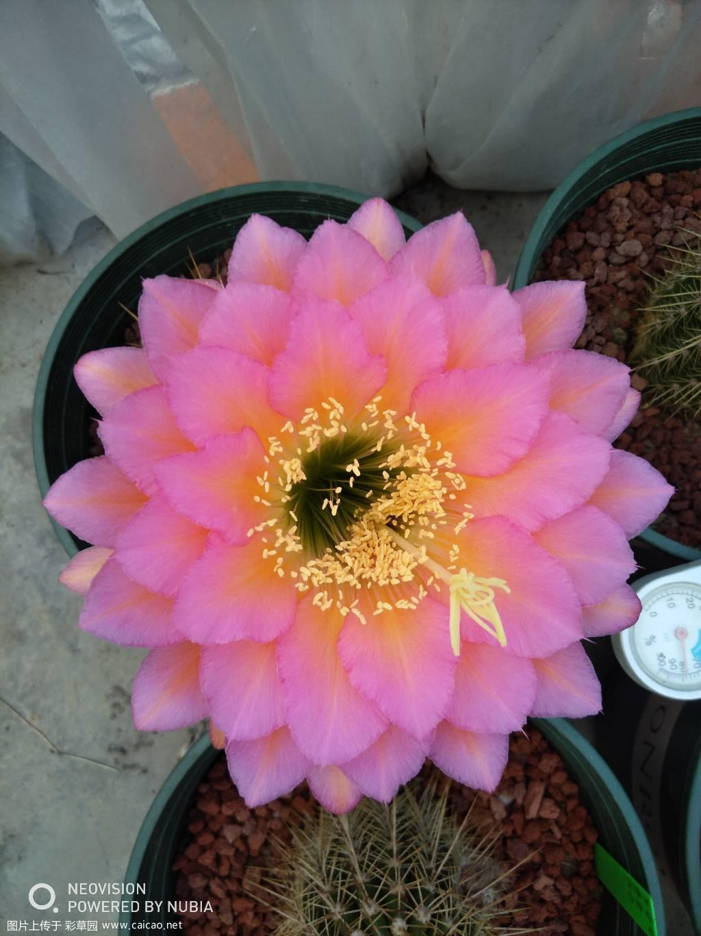 5.15