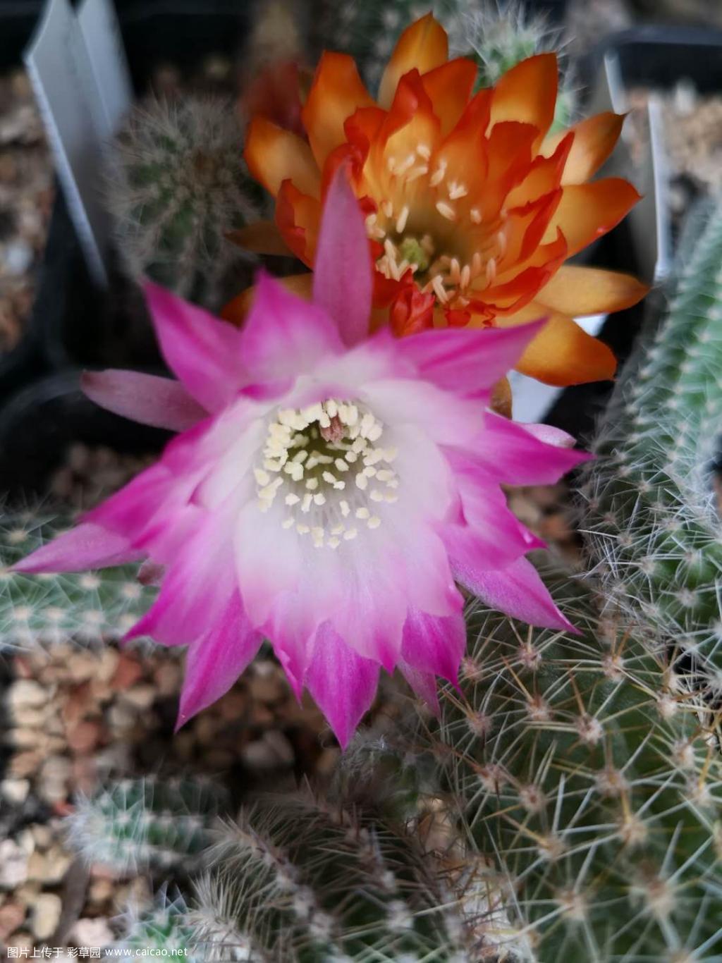丽花和白檀