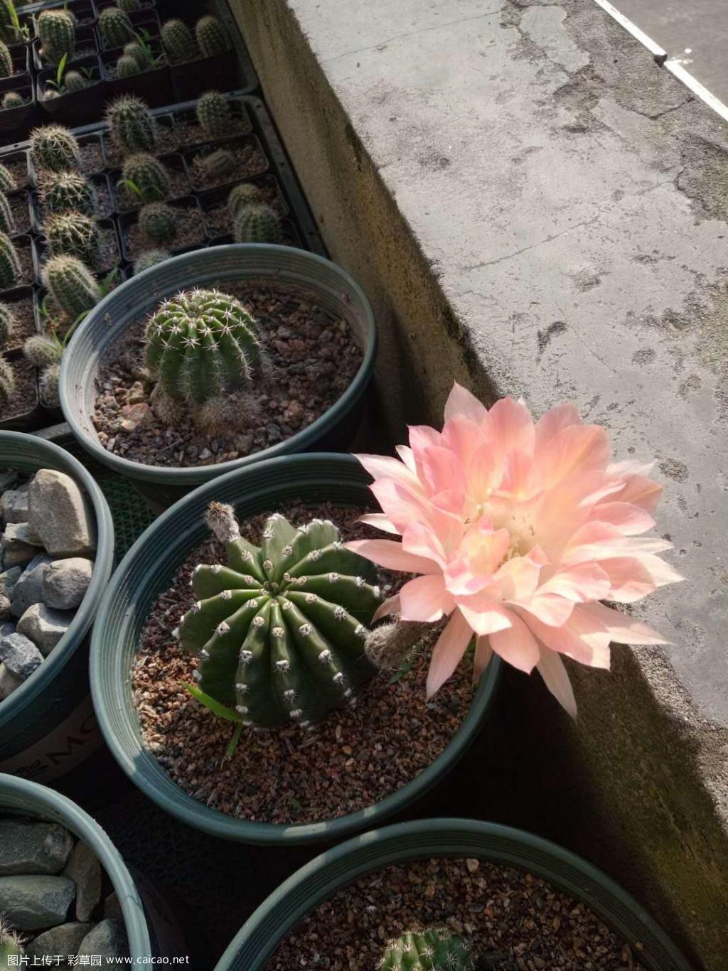 23-2000开花了