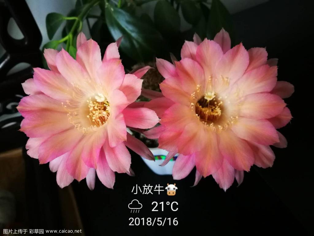 记录花开