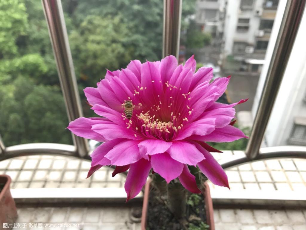 前后开出不同的花