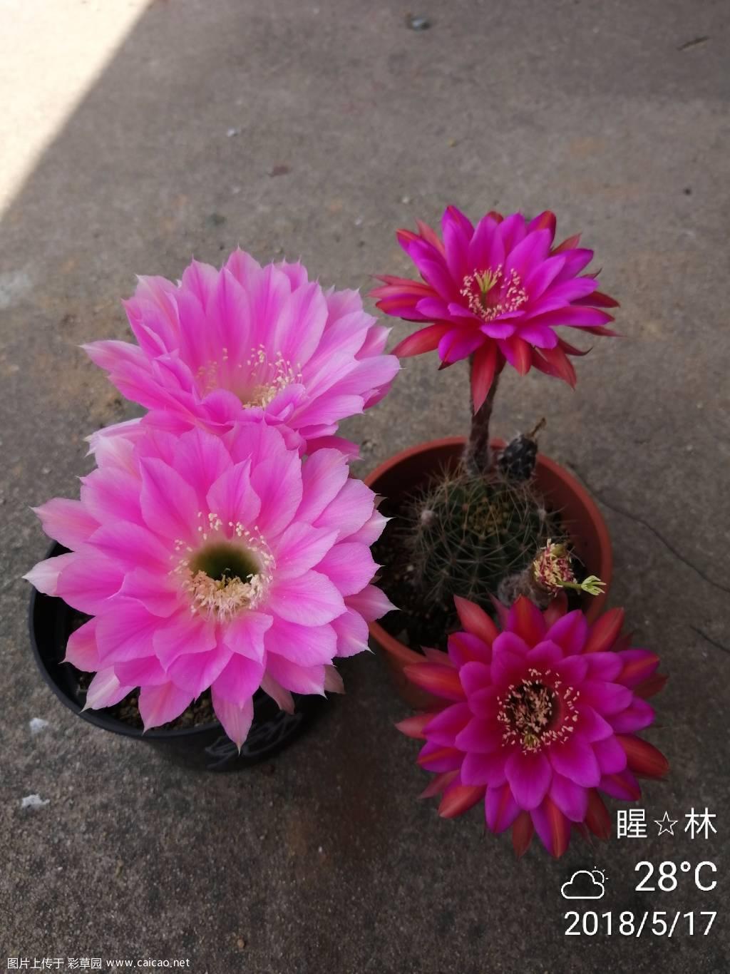 正午