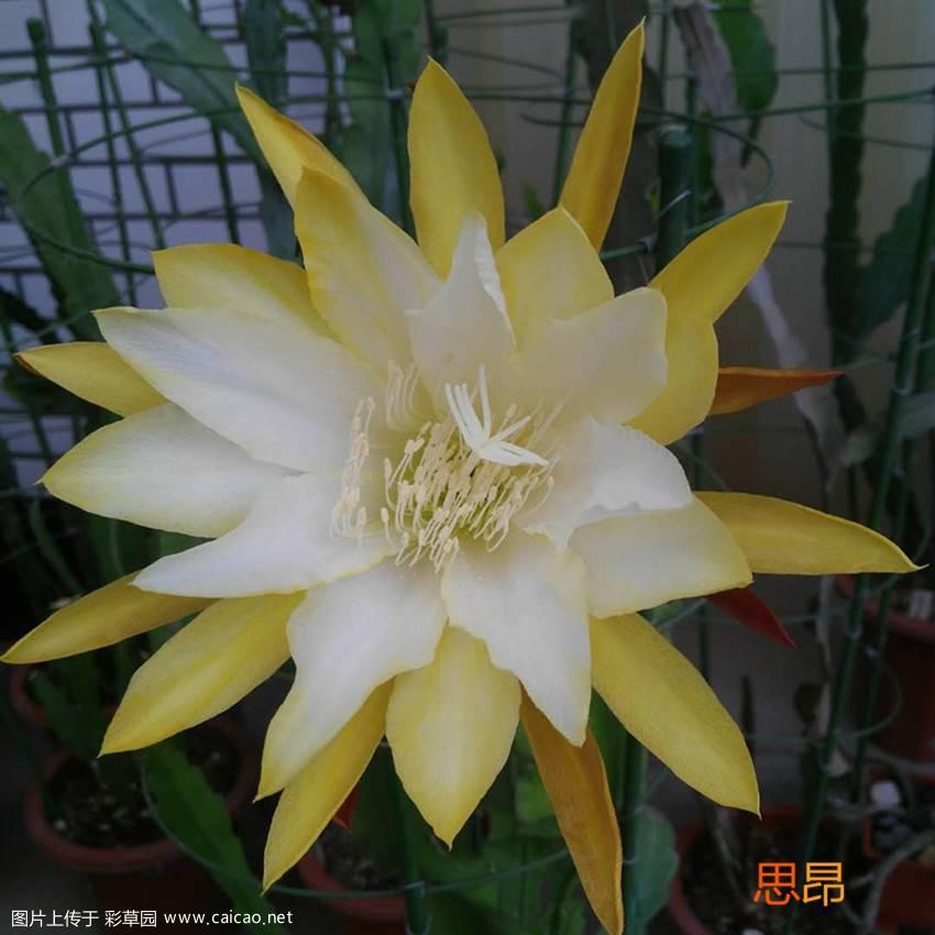 令箭花开