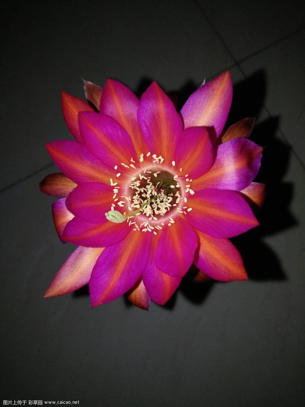一款席杂