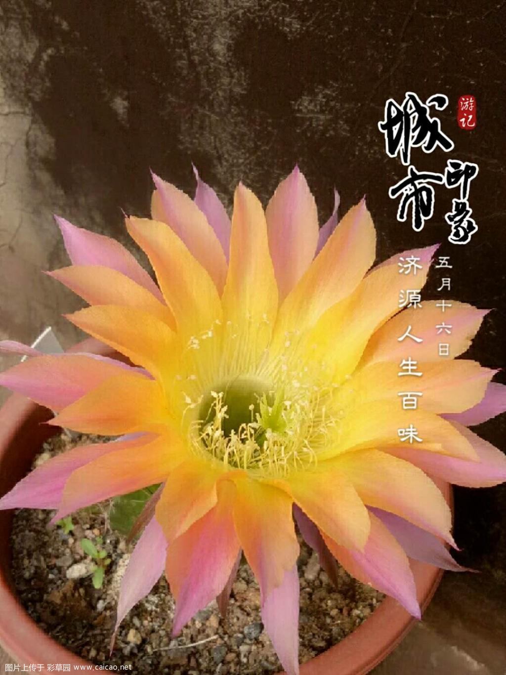 彩草