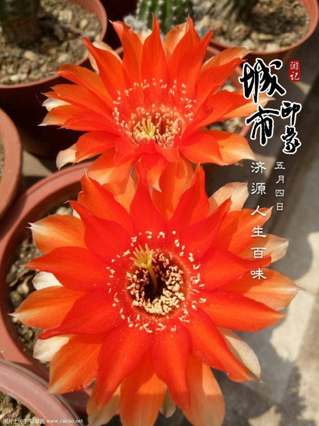 黑金刚