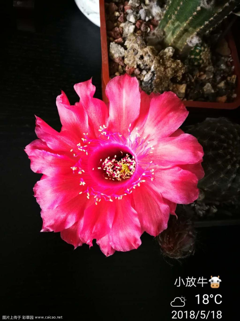继续晒花