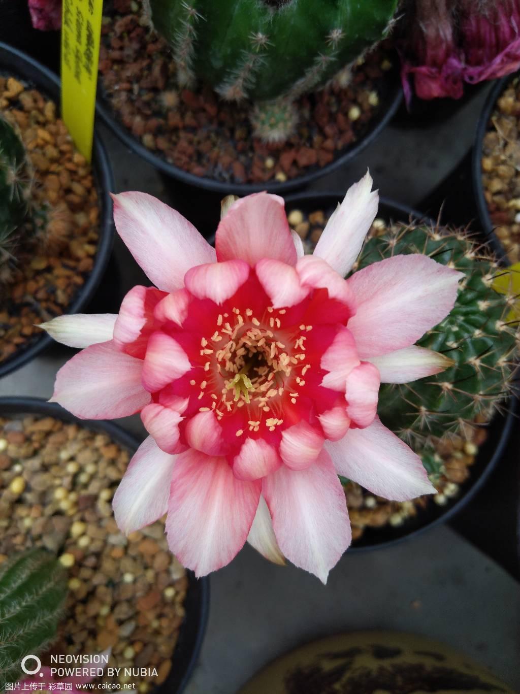 5.18小花专场