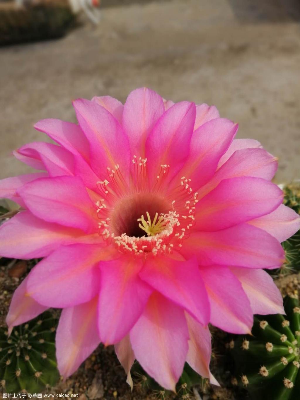 开花了