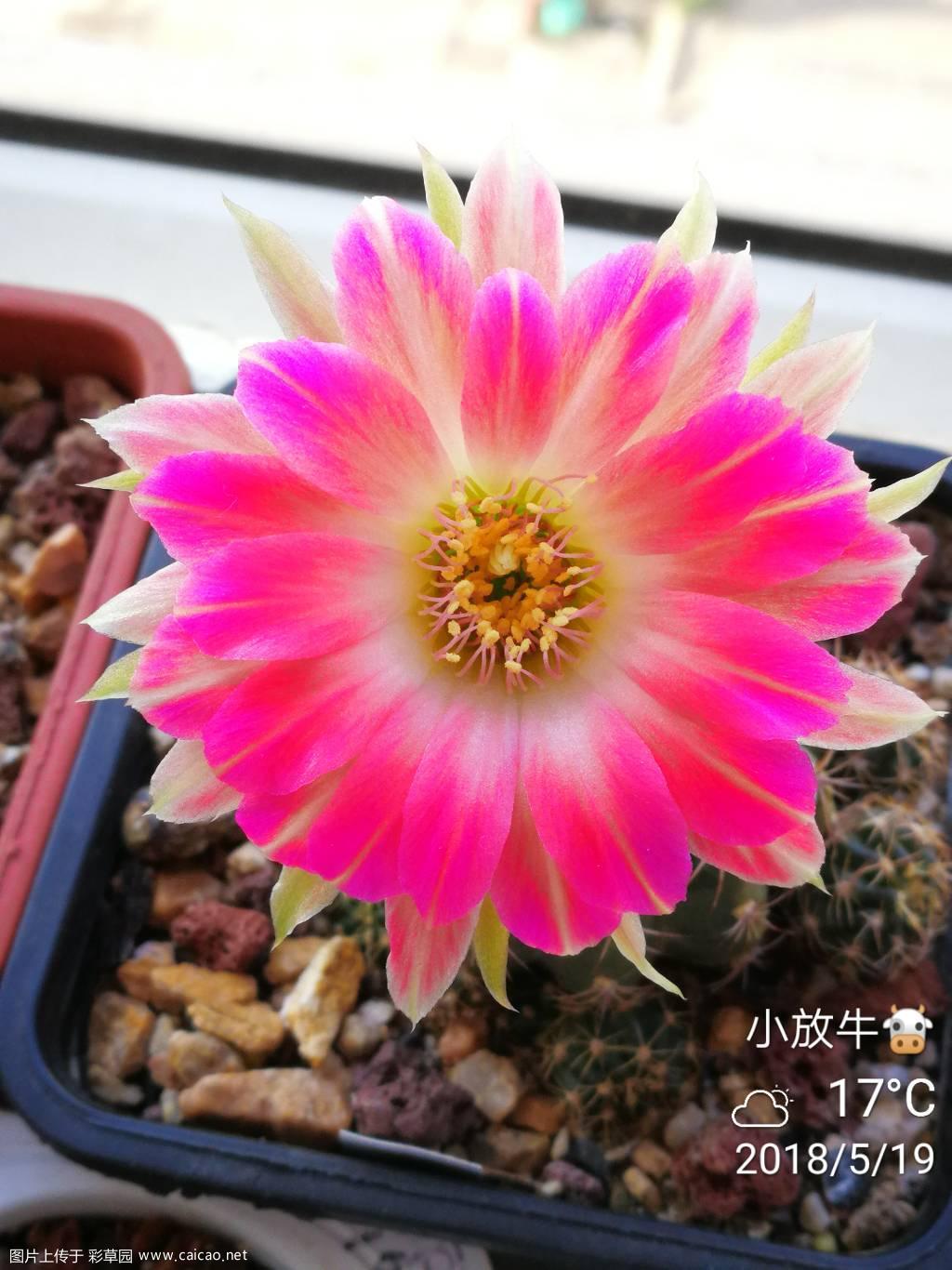 花开时节