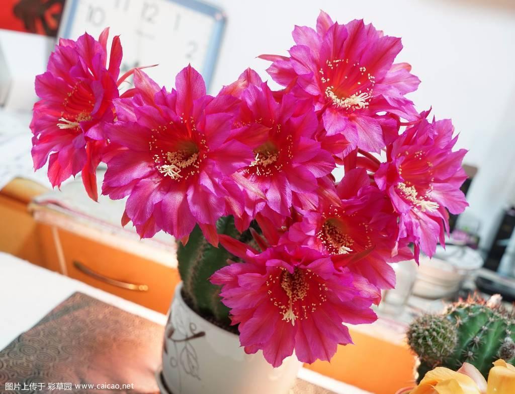 席杂并蒂花杂交一