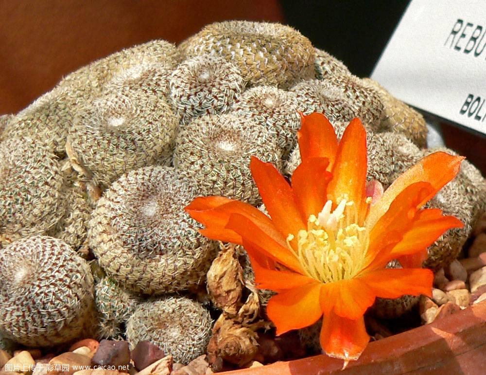 Rebutia heliosa（橙宝山）