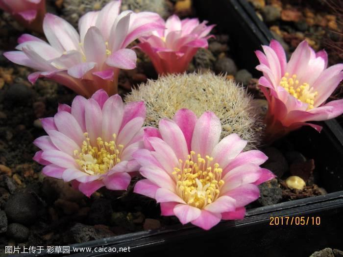 Rebutia espinosae