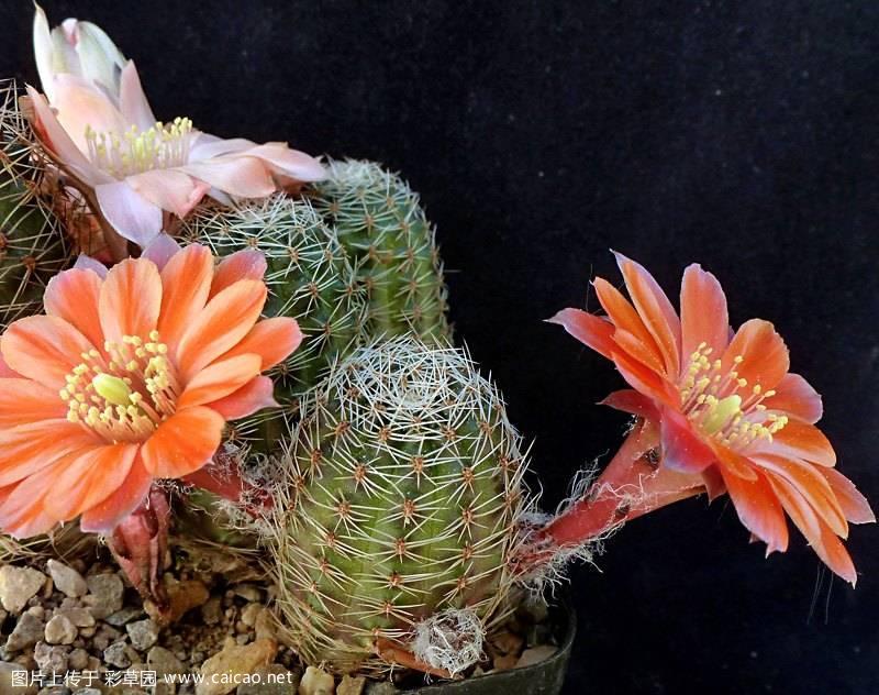  Rebutia haagei P543