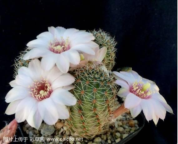 Rebutia pygmaea v.eos P545