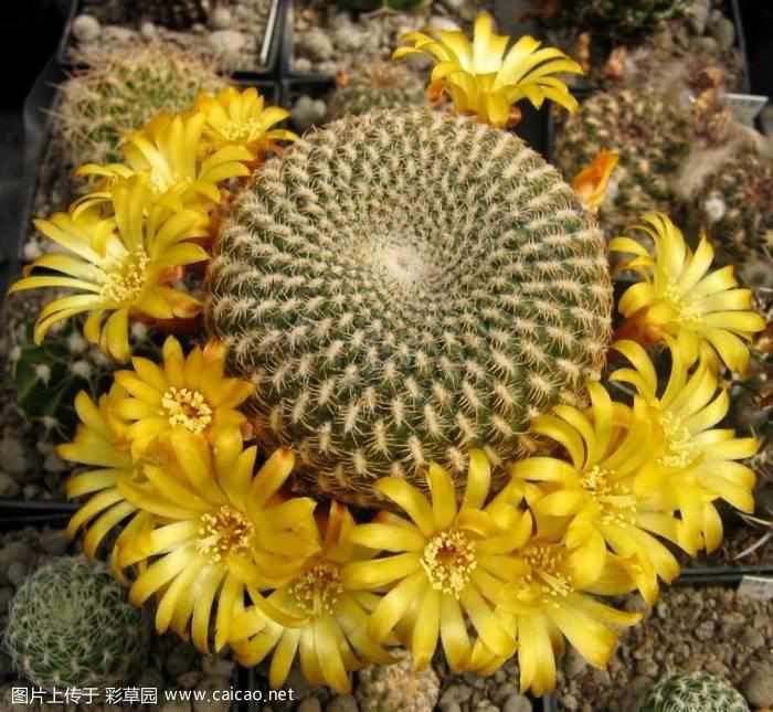 Sulcorebutia arenacea（黄环丸）