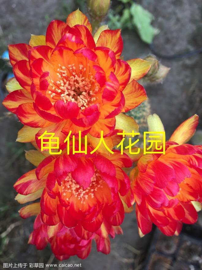 GX.2018.1