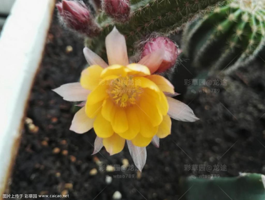 黄花白檀 x 13-37（LT.2018.CL.5）