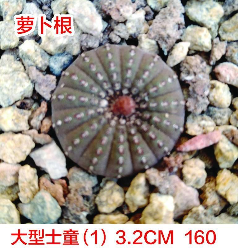 (石家庄)出点杂货(没彩草)
