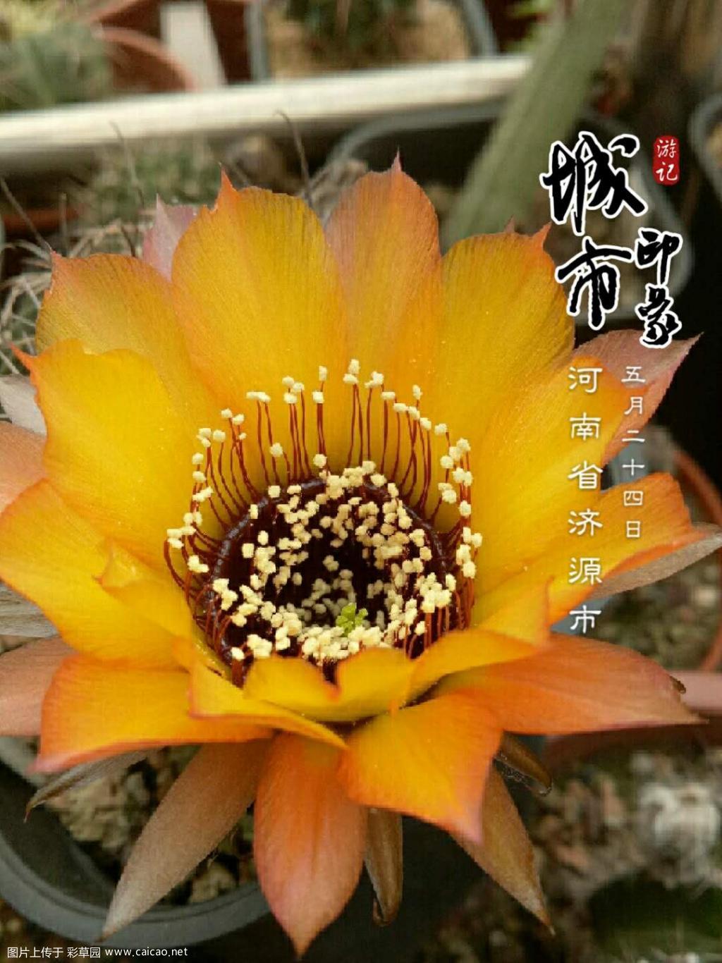 黑喉丽花