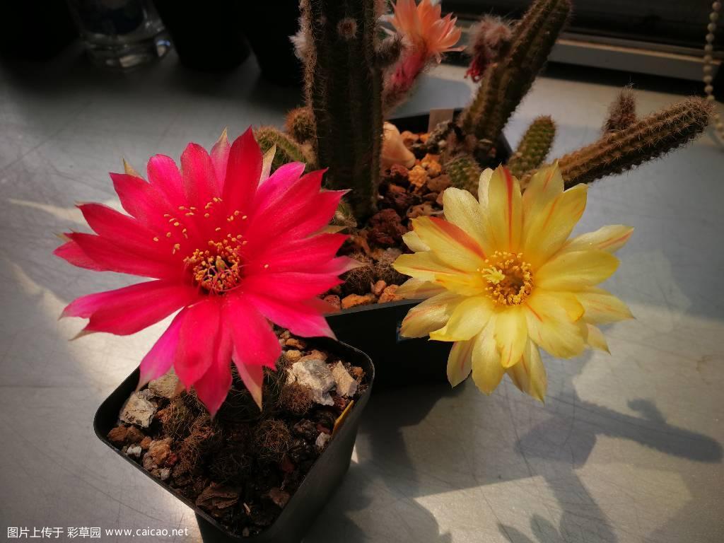 红黄两朵小花