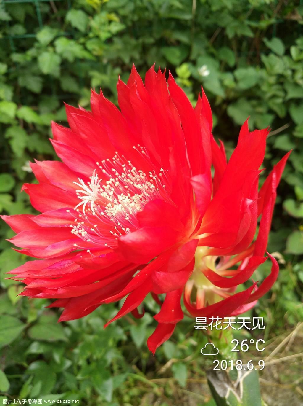 令箭落幕
