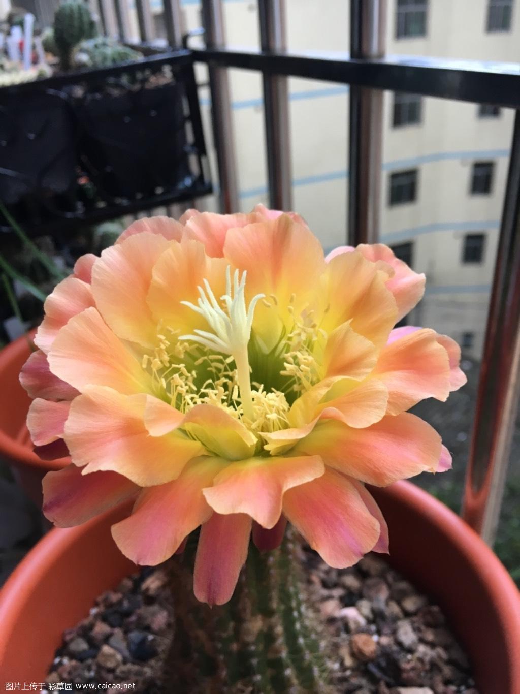 清理阳台，打包出售开花毛花彩草