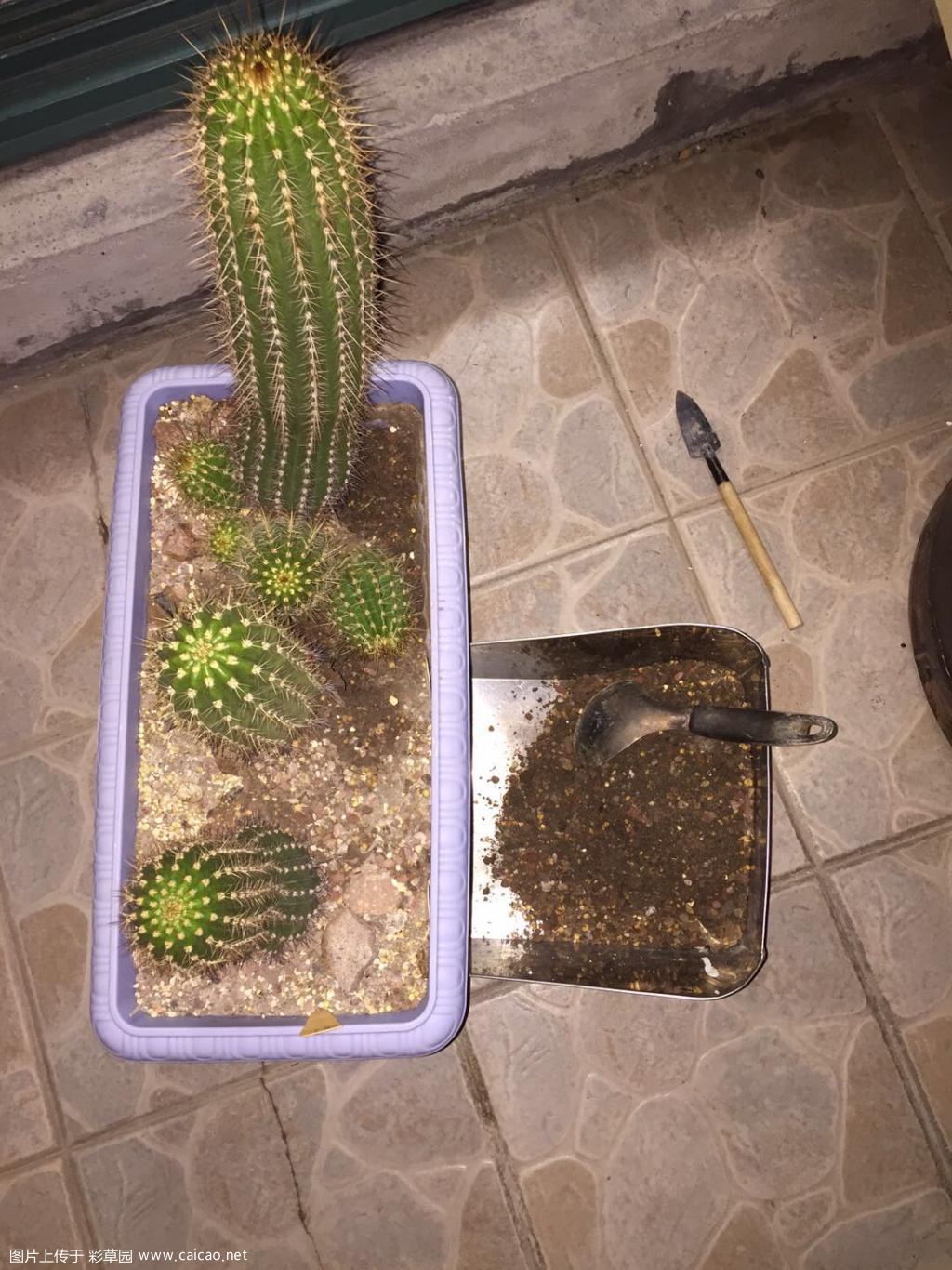 半夜挖仔毛花