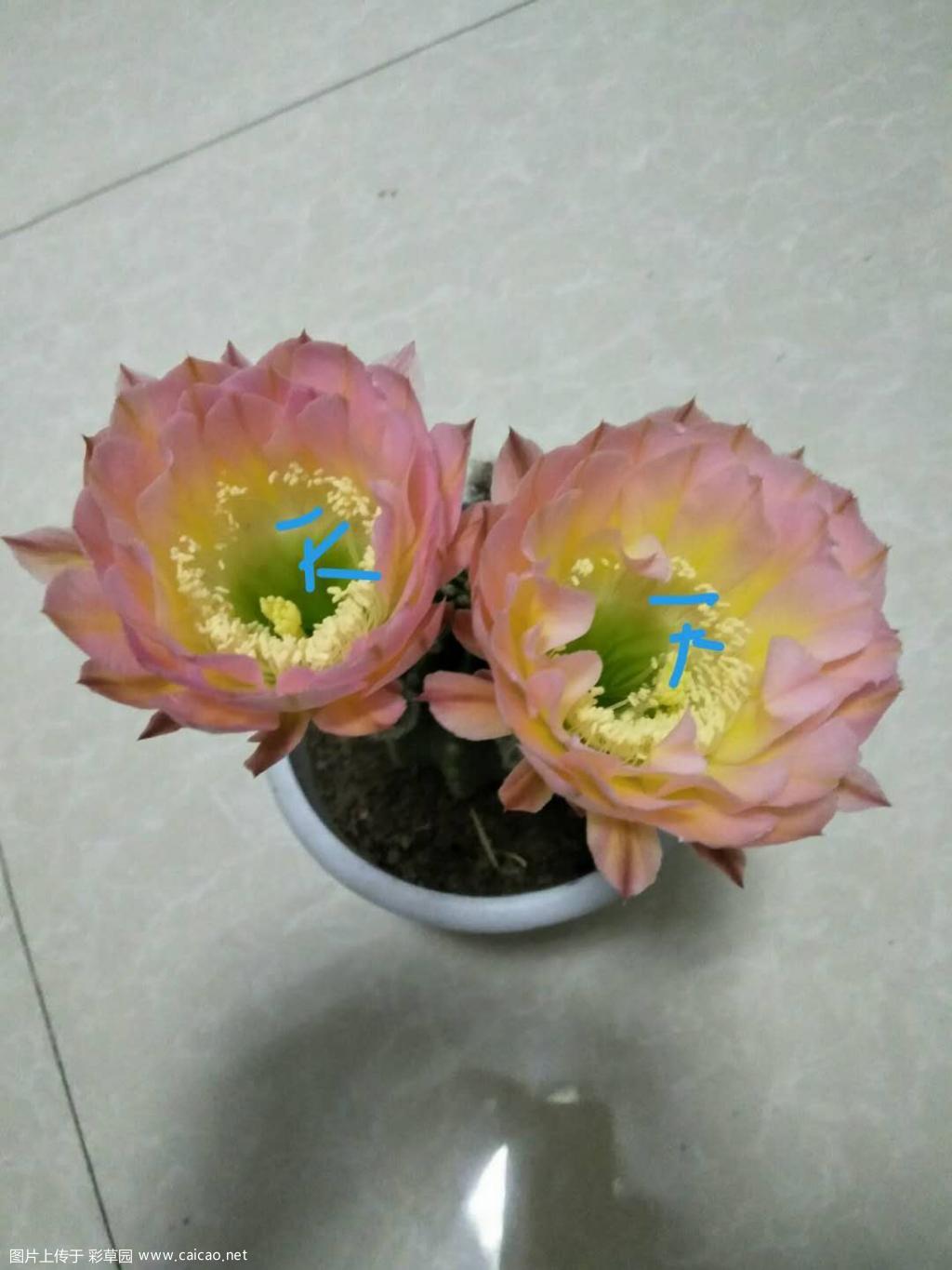 爱德华夫人初花