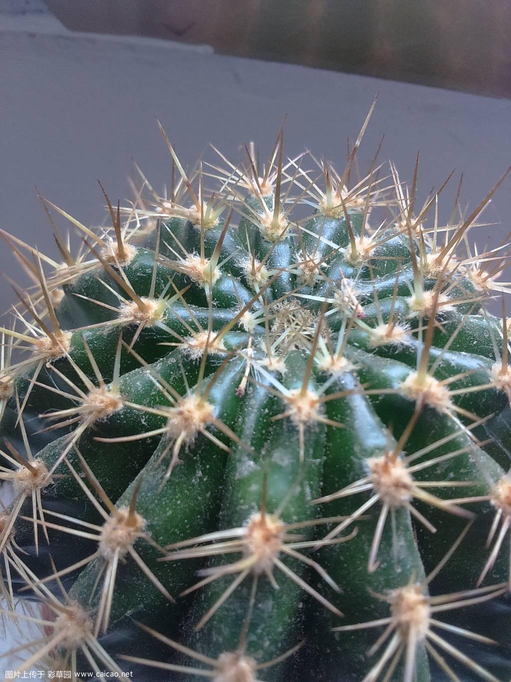 准备开花