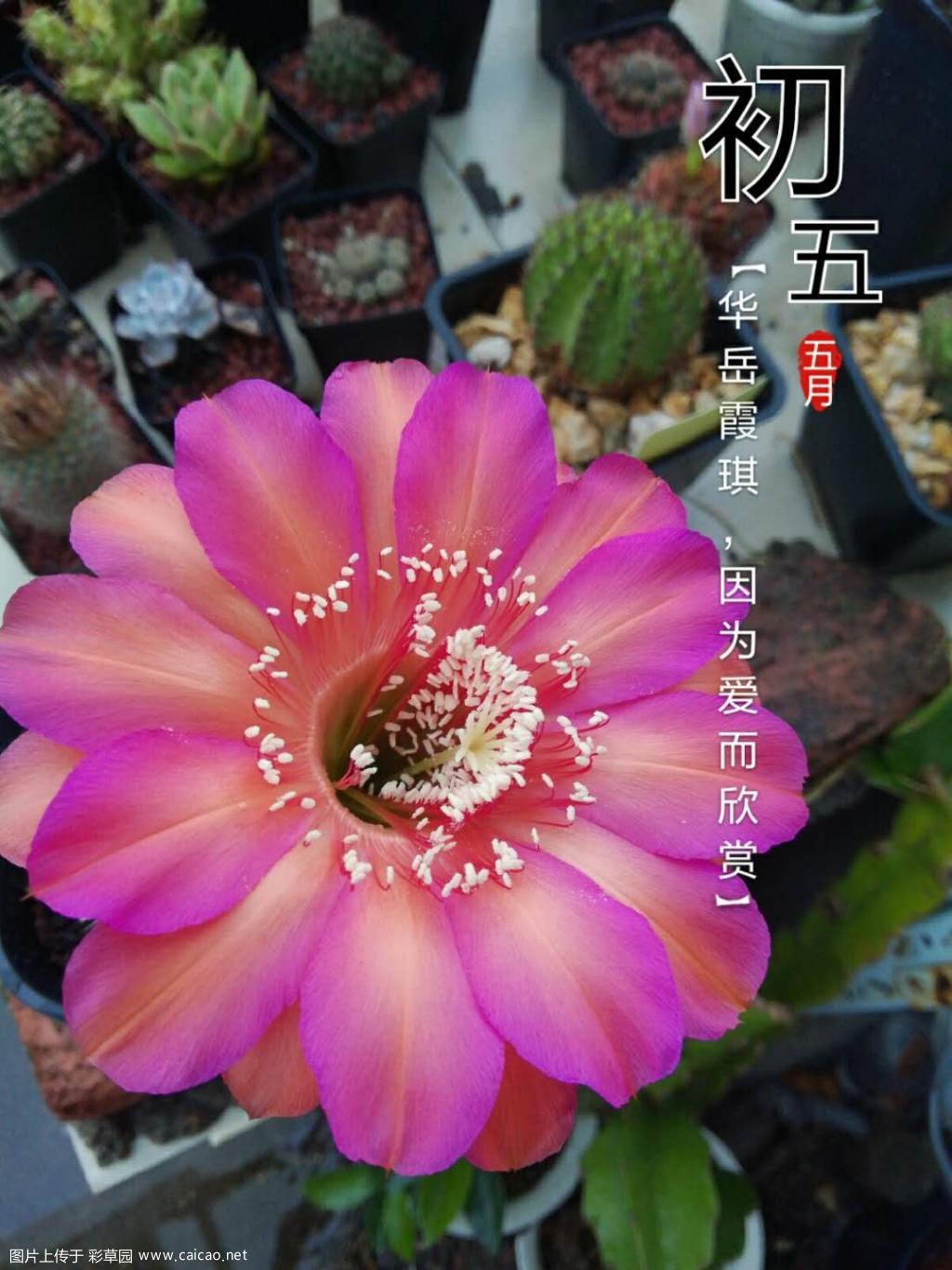 端午节安康