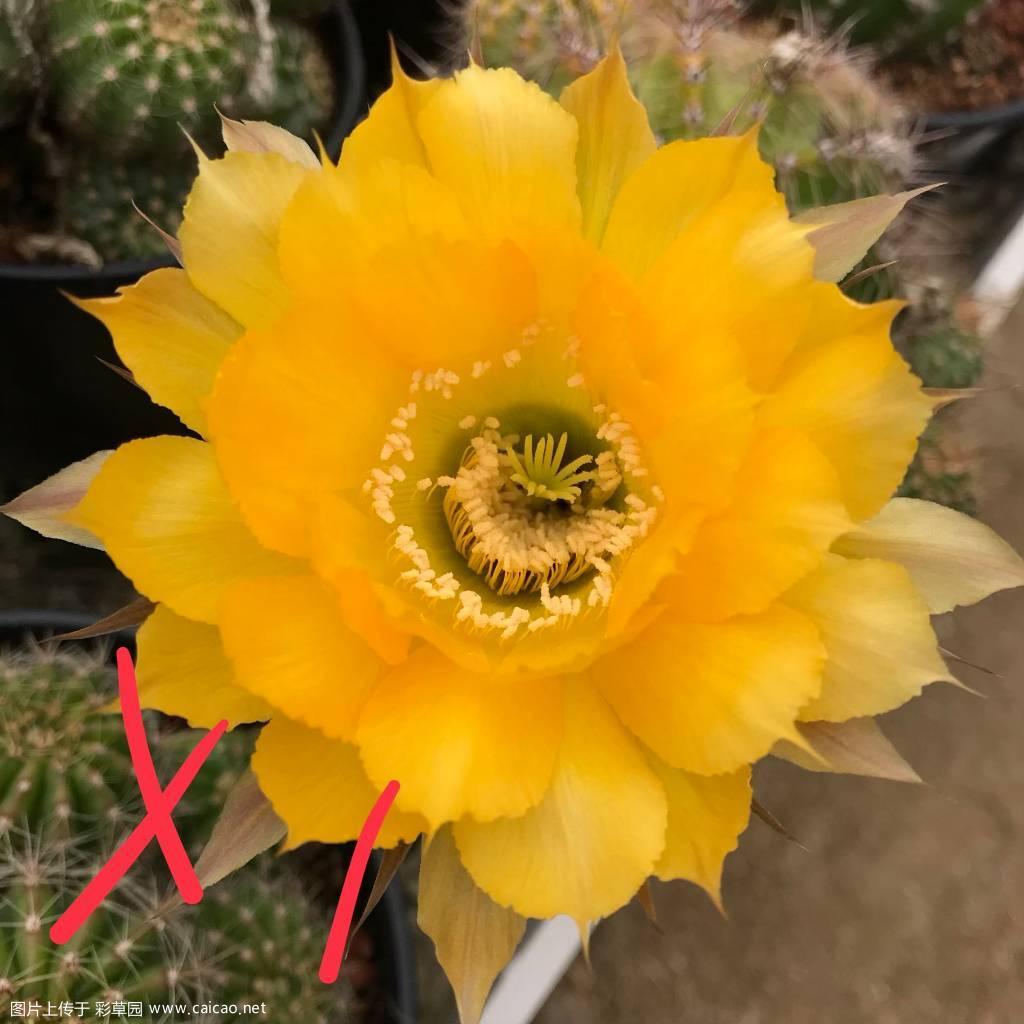 2018彩草记录