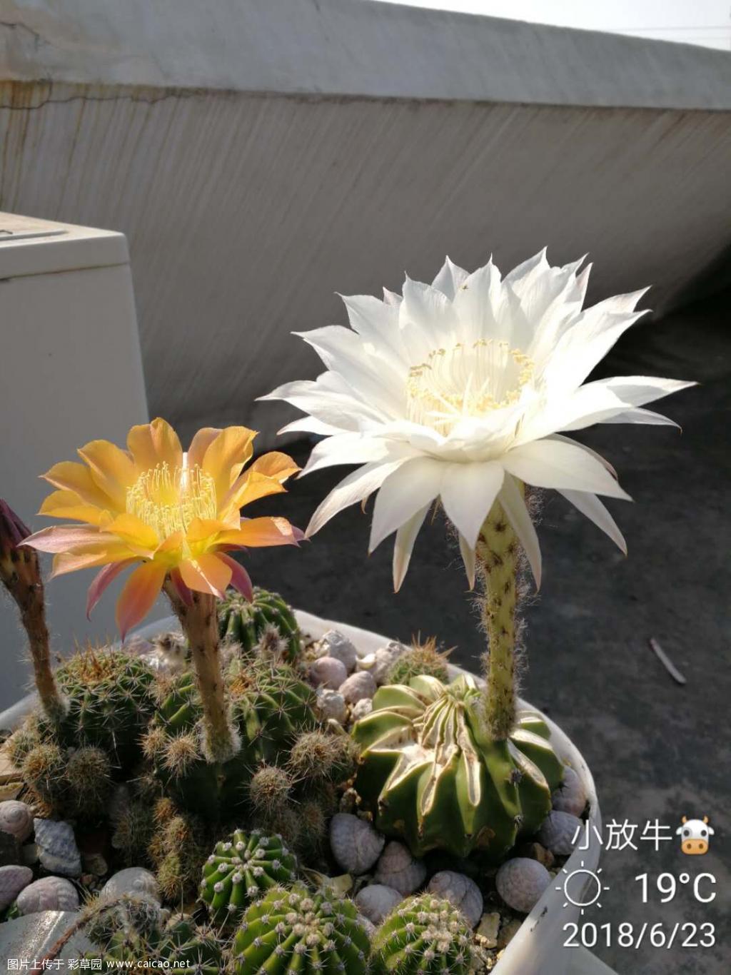 两朵花