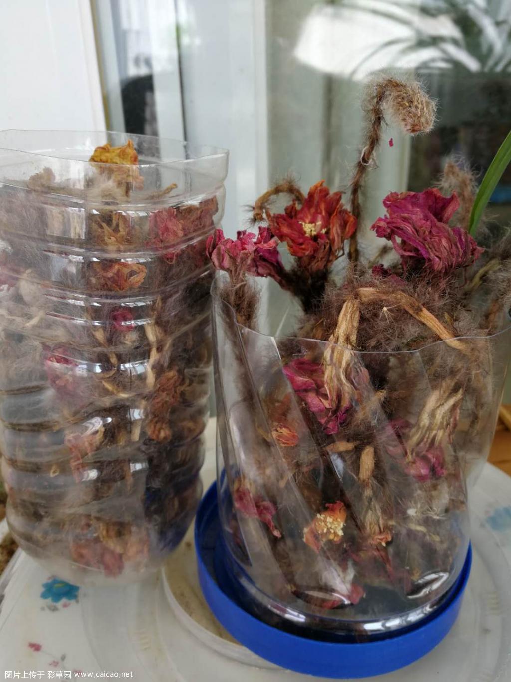 仙人球干花