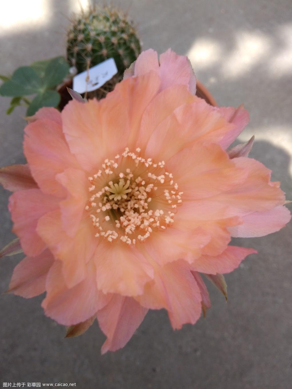 一朵火花