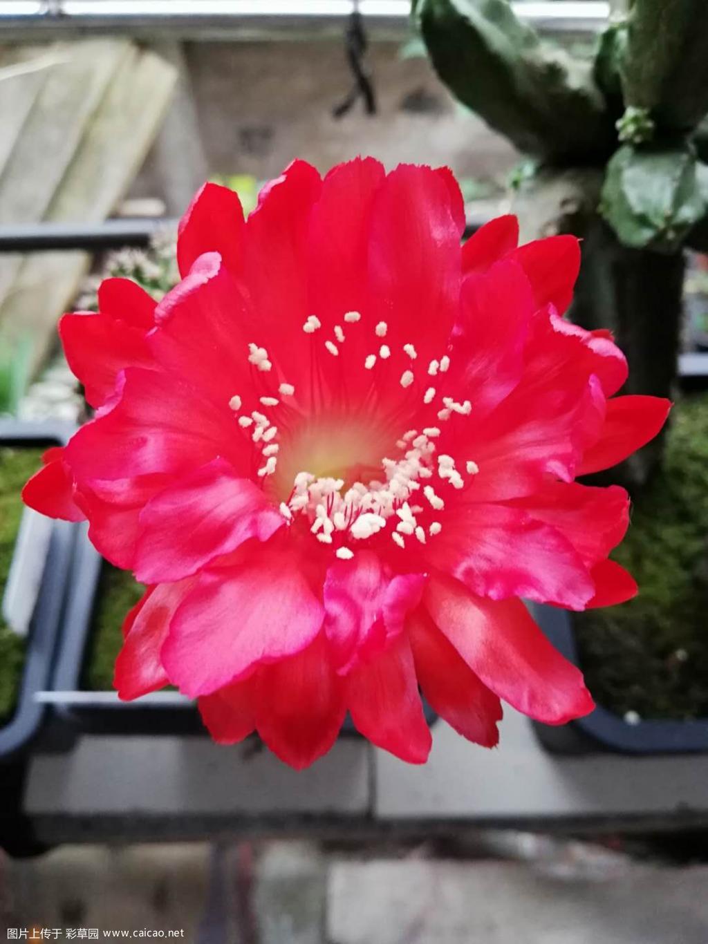 银河系初花