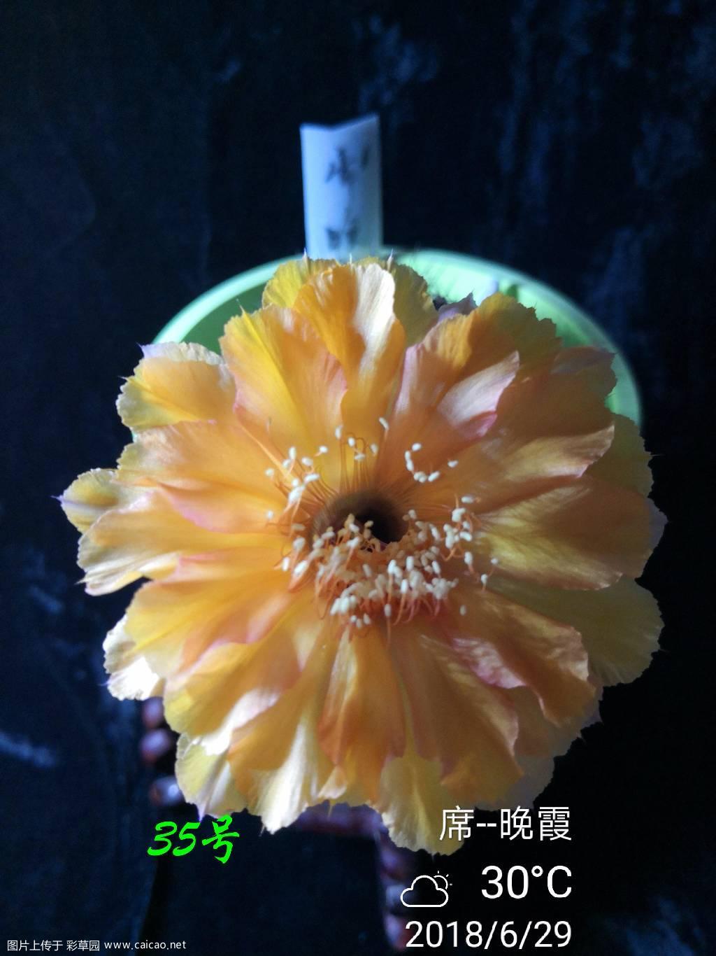 晚霞首开！
