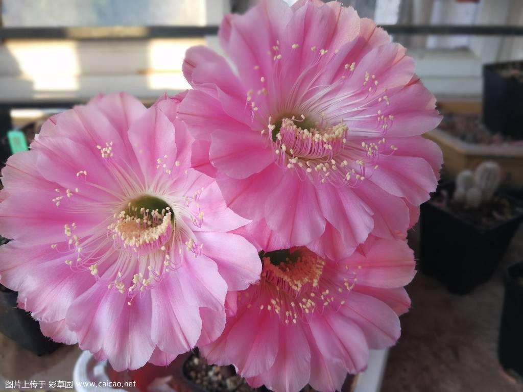杂草开花