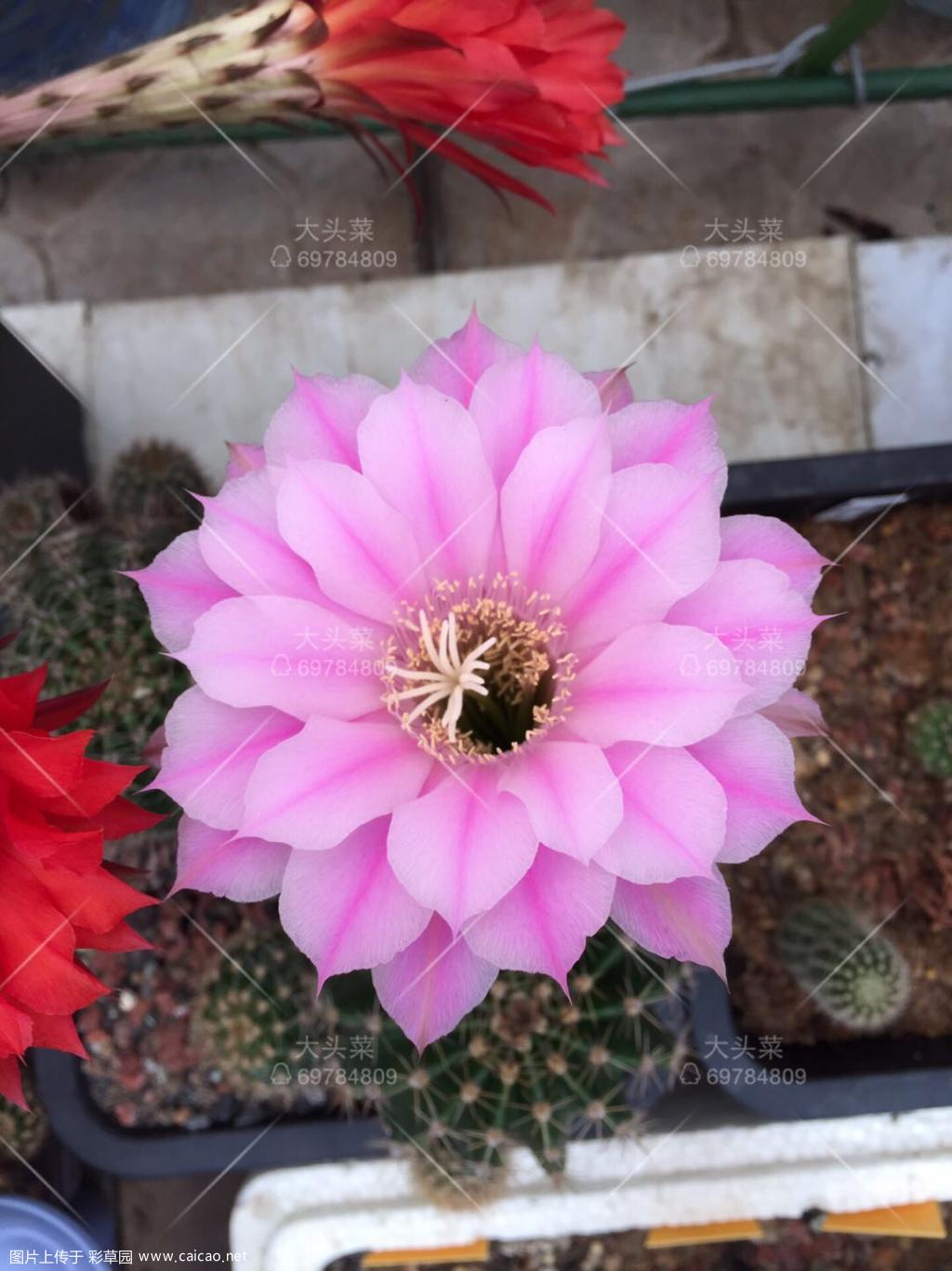 开花即拍