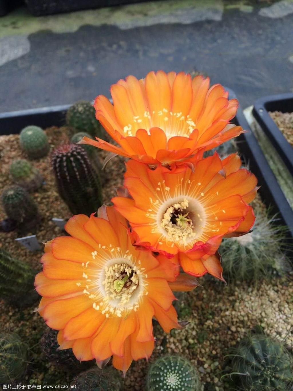 新入的丽花