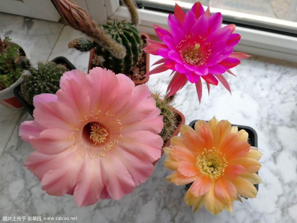 今早开的四朵花