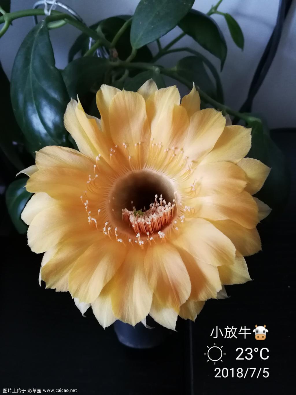 花开