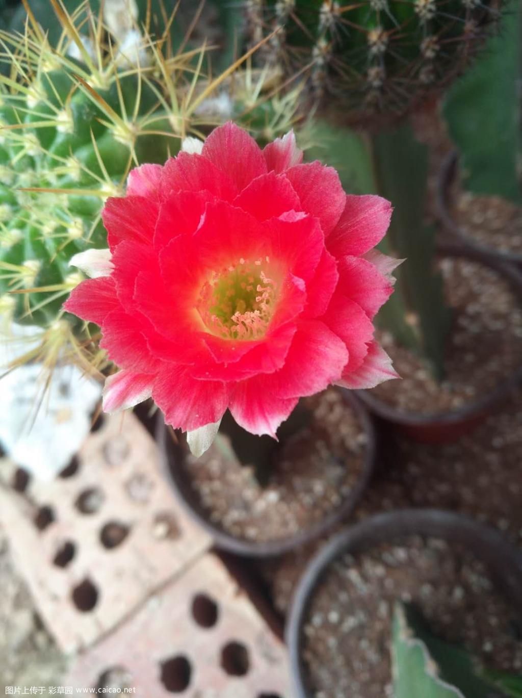 新开丽花