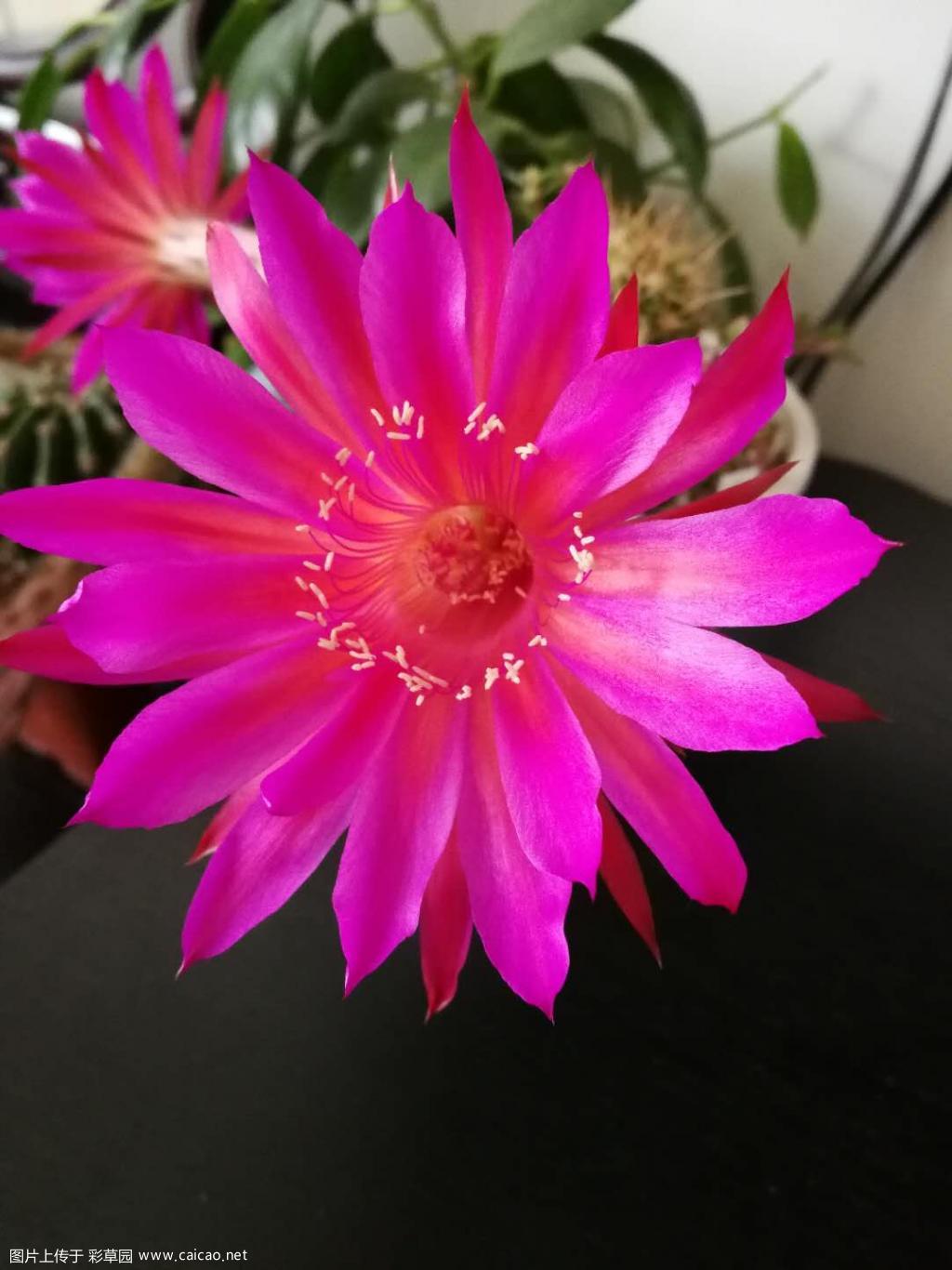 伊芙琳夫人 Lady Evelyn