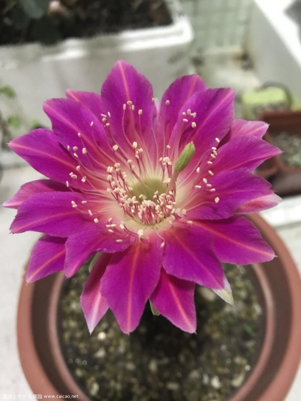 今日份的彩草，杂交黑金刚真能开，已经开了很多波了
