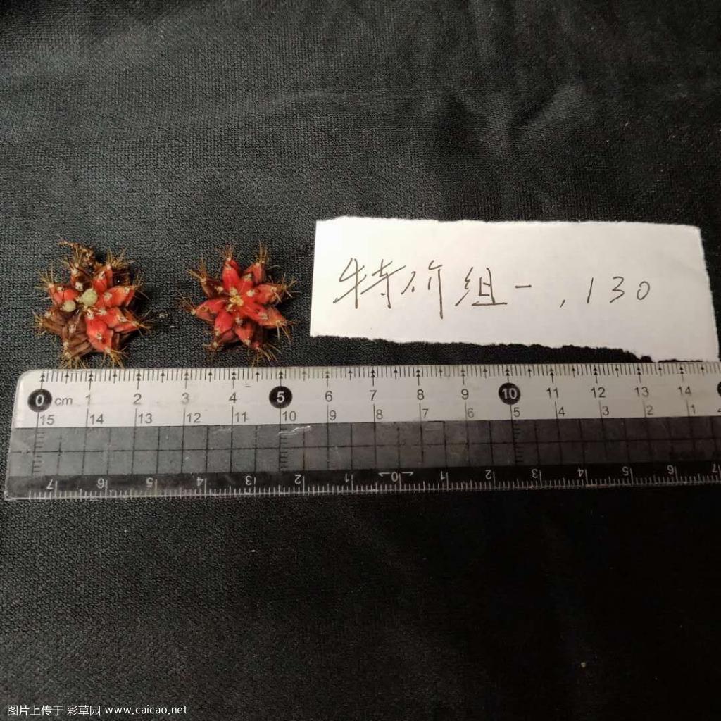 【北京】出售绯牡丹锦自根