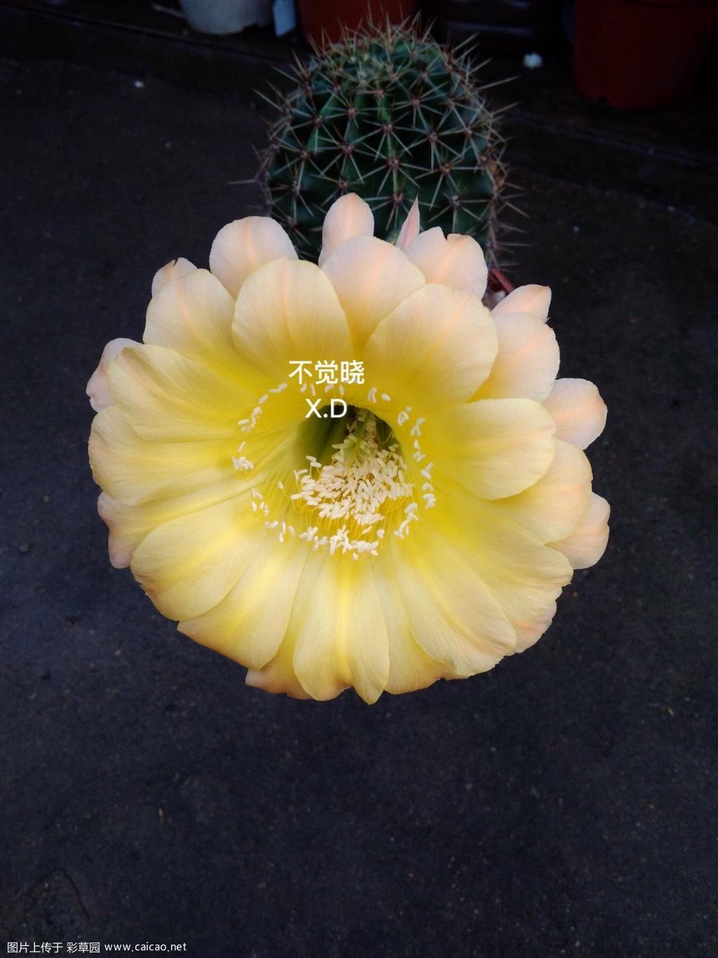爱开花的好孩子