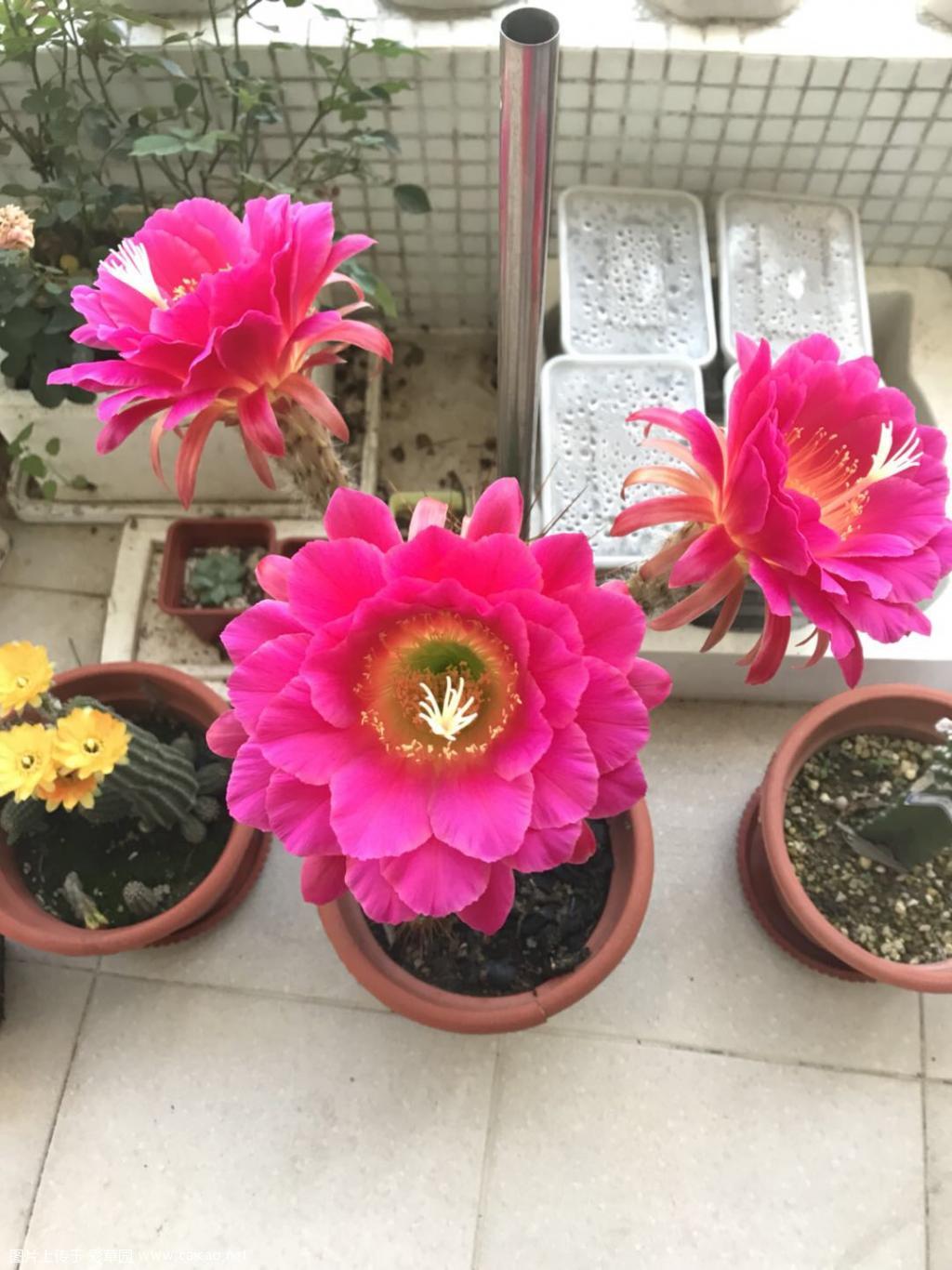 陆续有来，各种丽花，毛花，席杂