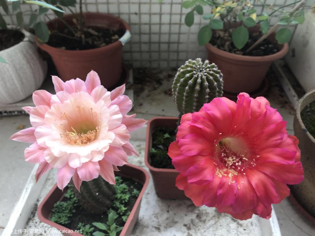 今日份，小花和贝利夫人